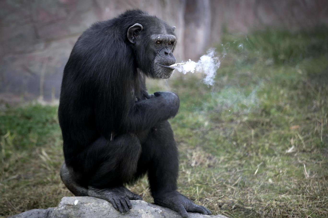 'Chain-smoking' chimpanzee becomes star of zoo - News - Emirates24|7