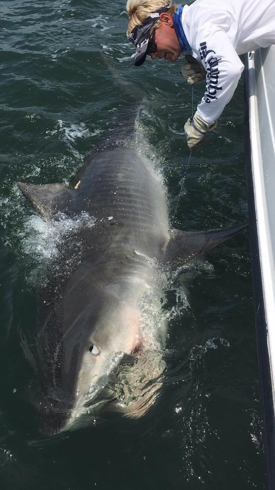 Fisherman hooks monster 3,000-pound Great White Shark - Offbeat - Crazy  World - Emirates24