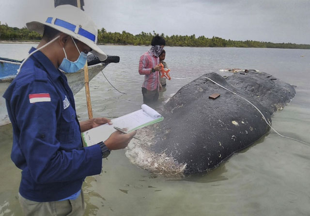 Dead whale in Indonesia found with 6 kg of plastic in stomach - News